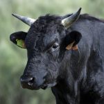 Toro puro de raza wagyu: negro con cuernos