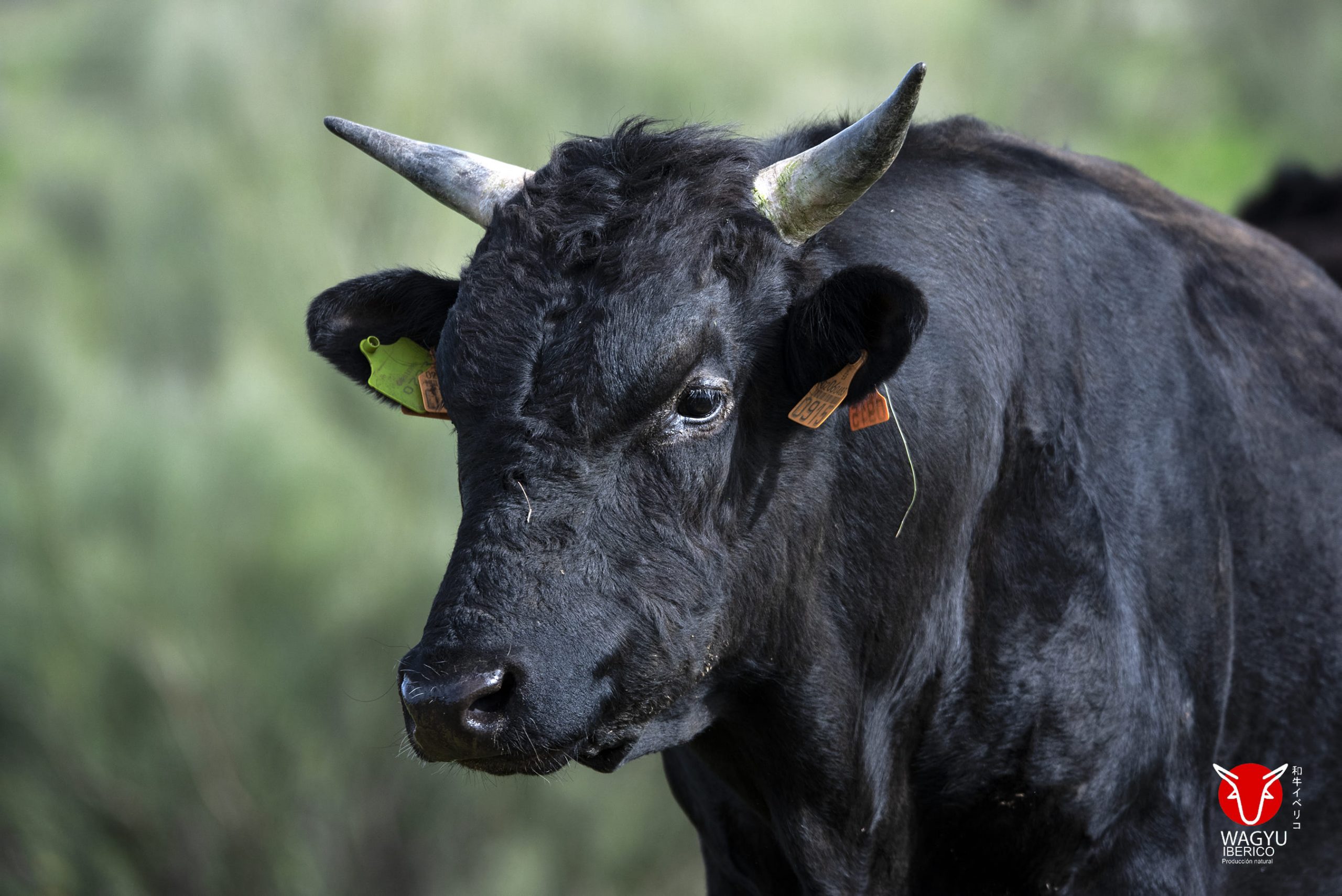 Toro puro de raza wagyu: negro con cuernos